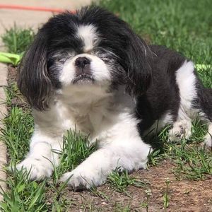 Meet your Posher, Rigo